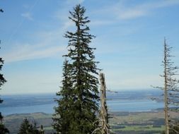 Spruce on the mountains