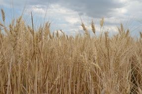field cereals