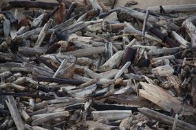 Many wood snags on the beach by the sea