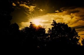 striking sunset tree