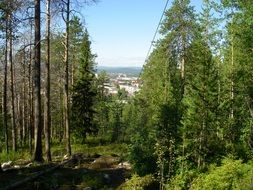 landscape of green forest mountain in summer