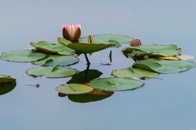 water lily in netherlands