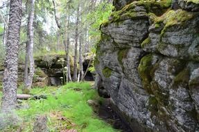 Wild woods in the forest