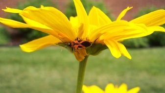 yellow sunny flower with a bug