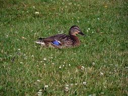 duck on a green glade