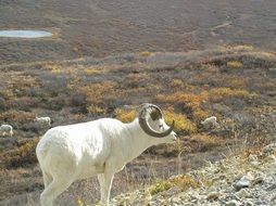 white dall sheep among the landscapes of north america