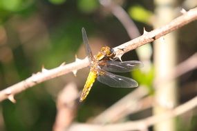 dragonfly in wildlife