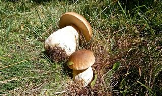 mushrooms boletus edulis in the grass
