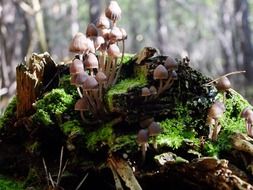 miniature mushrooms on a stump in the forest close-up