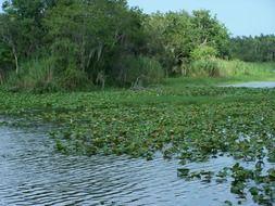 aquatic plants on a river in Florida
