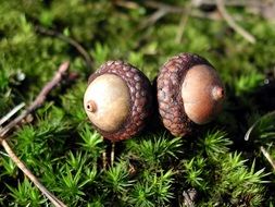 Brown acorns on the green plants