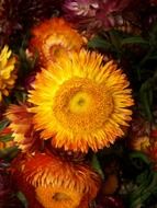 yellow flowers plant closeup