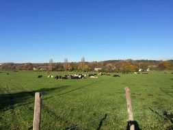 distant view of the cows in the pasture