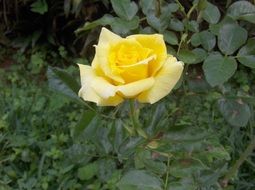 rosa beauty life