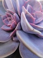 purple succulent plant
