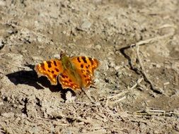 orange butterfly on a rock