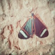 Beautiful and colorful butterfly on the wall