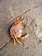Crab on the sand