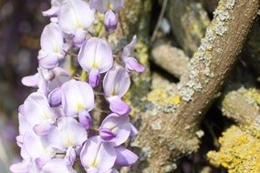 light purple flowers of flower grapes