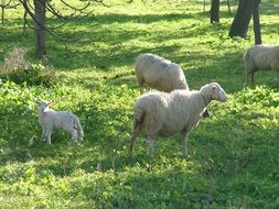 sheep among green grass