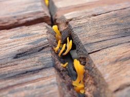 mushrooms among wooden boards