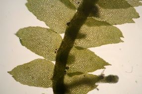 Bazzania from a row of mosses