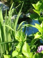 Green garden plants in spring