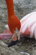 tropical pink flamingo head