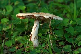 fungus mushroom