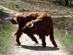 scottish highlander oxen