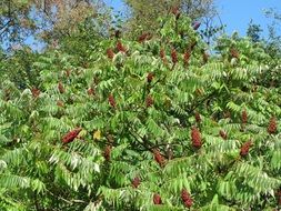 Sumac is a lush bush