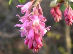 Pink hanging flowers