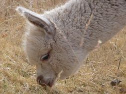 Lama eat grass