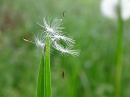 dandelion seeds on the grass