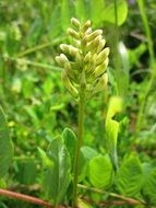 astragalus glycophyllos plant close-up on blurred background