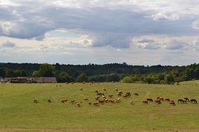 a herd of cows on a green field