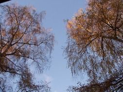 trees with yellow leaves in autumn