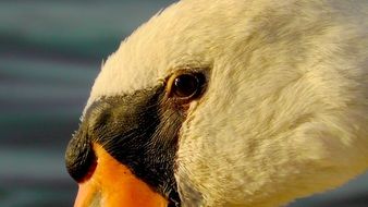 white swan head closeup