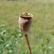dry hieracium hawk flower