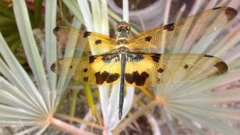 wild dragonfly on a light plant close up