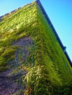 Summer moss on a walls