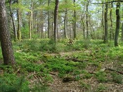 stones among green trees in the forest