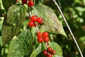 Honeysuckle, red berries on twig
