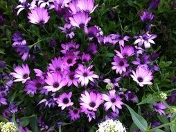 Purple flowers on a green plant in the garden