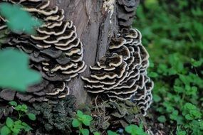 Black mushrooms on the tree