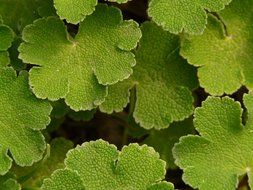 geranium leaves closeup