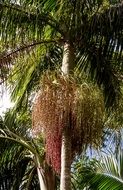 picturesque palm forest in Australia