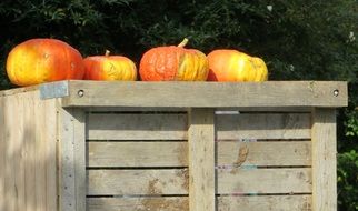 bright pumpkins on a wooden stand