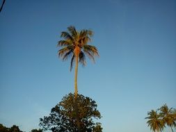 incomparable coconut tree