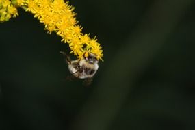 honey bee on a yellow plant